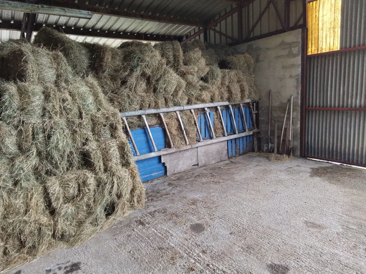 Hay square bales - Image 1