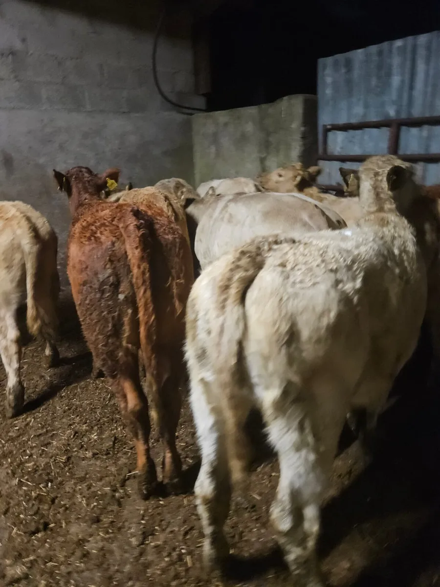 Weanling  Heifers - Image 1