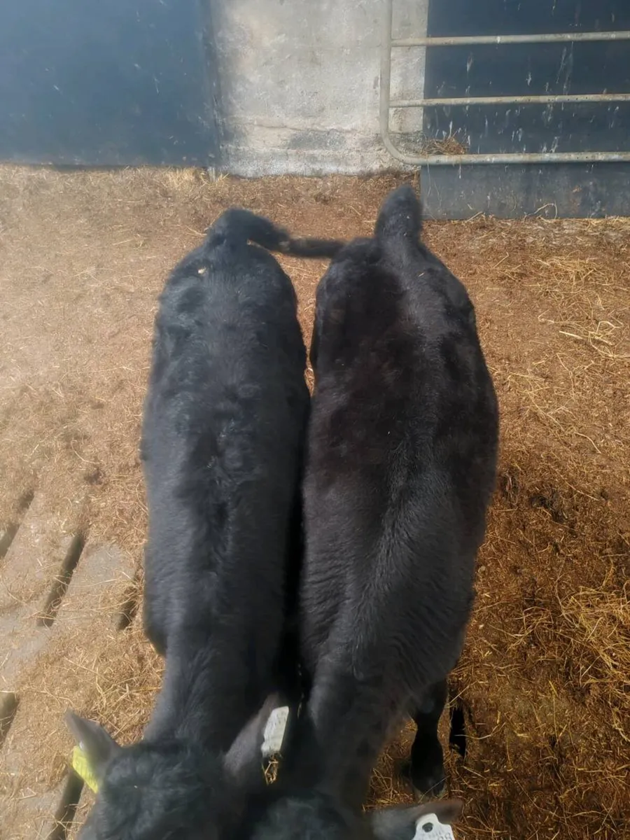 Aberdeen Angus Calves - Image 1