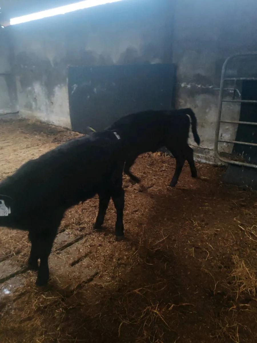Aberdeen Angus Calves - Image 2