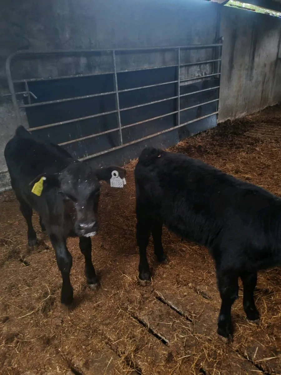 Aberdeen Angus Calves - Image 3