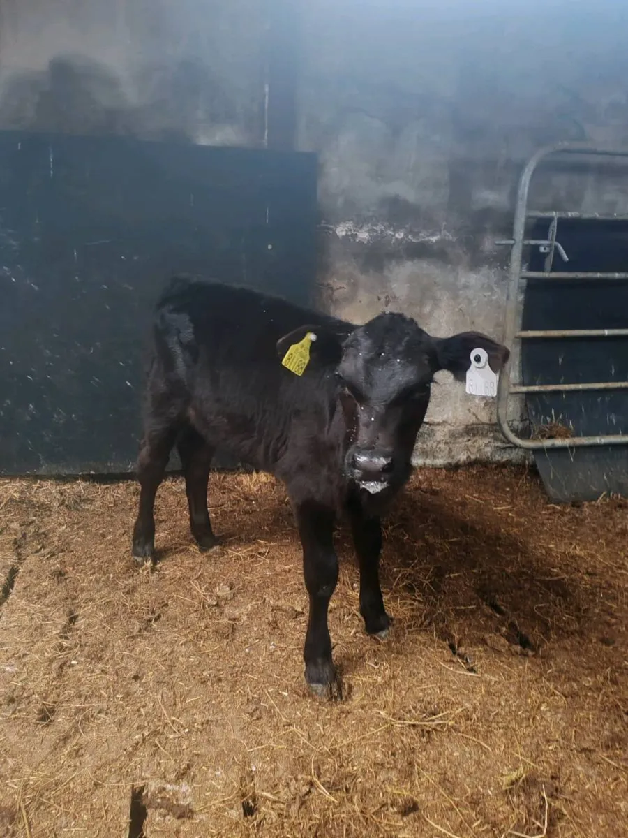 Aberdeen Angus Calves - Image 4