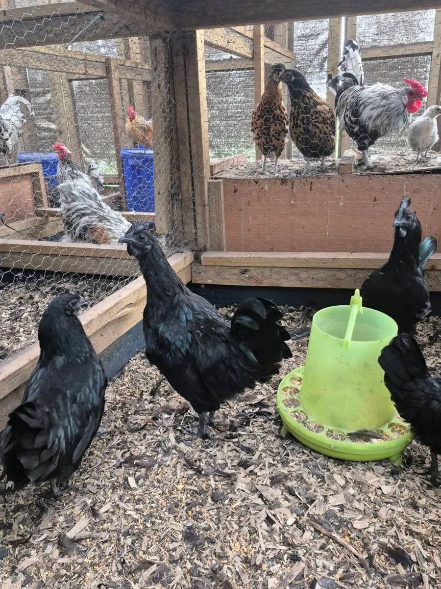 Ayam Cemani Rooster and Hens - Image 1