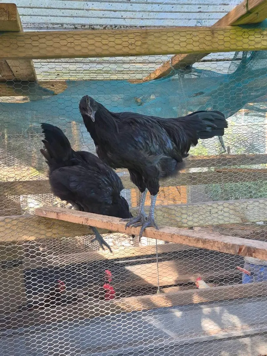 Ayam Cemani Rooster and Hens - Image 2