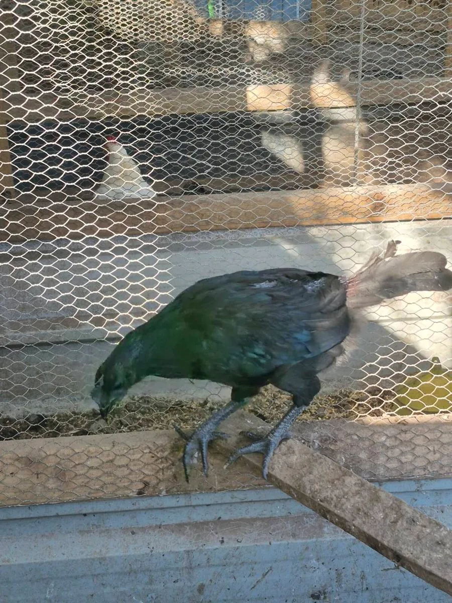 Ayam Cemani Rooster and Hens - Image 3