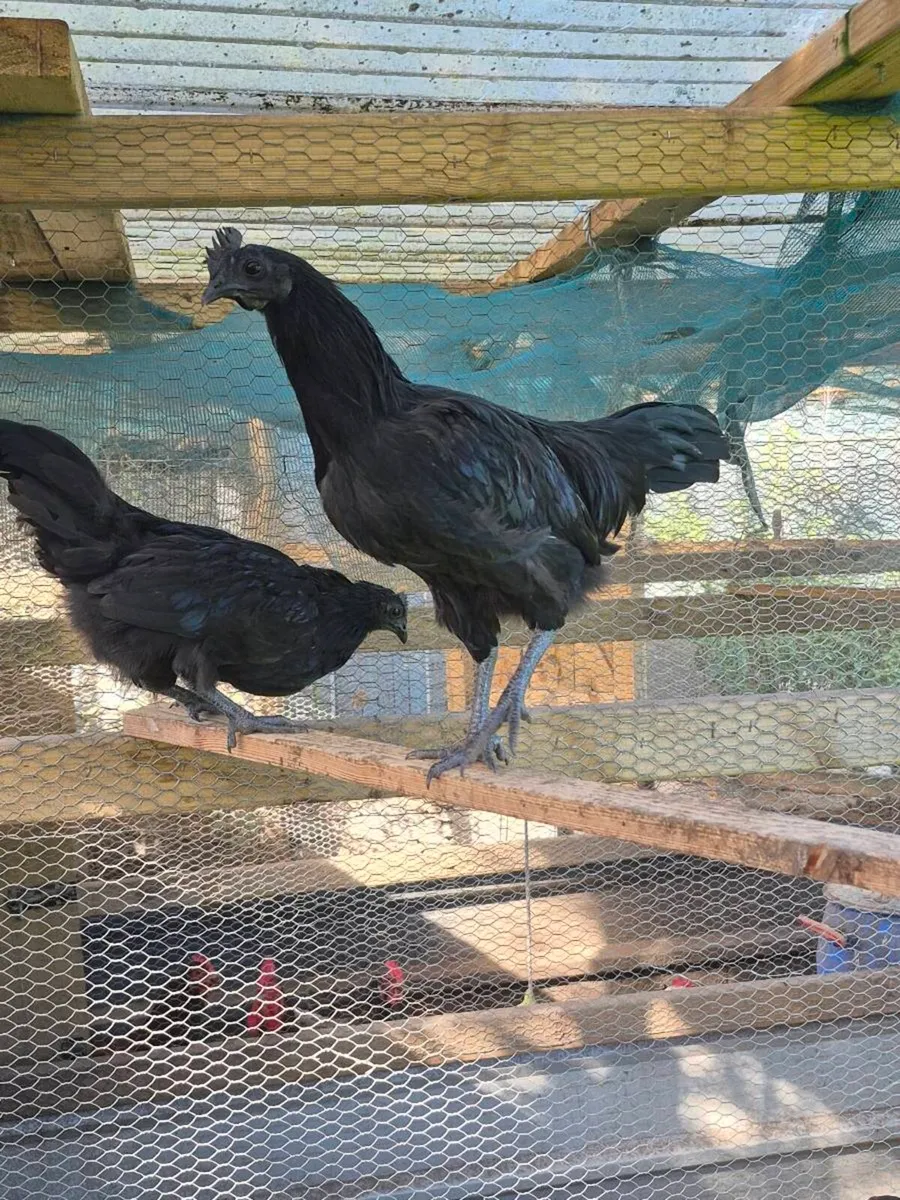 Ayam Cemani Rooster and Hens - Image 4