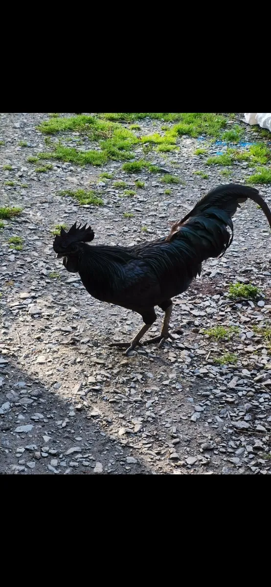 Chickens - Image 1