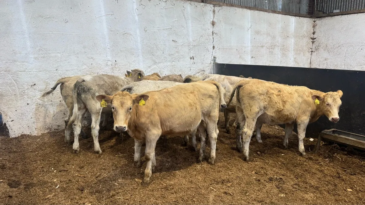 Charolais Heifers - Image 1