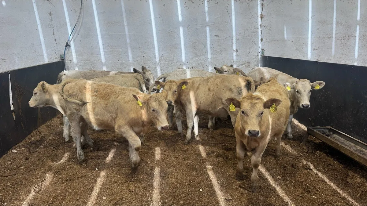 Charolais Heifers - Image 2
