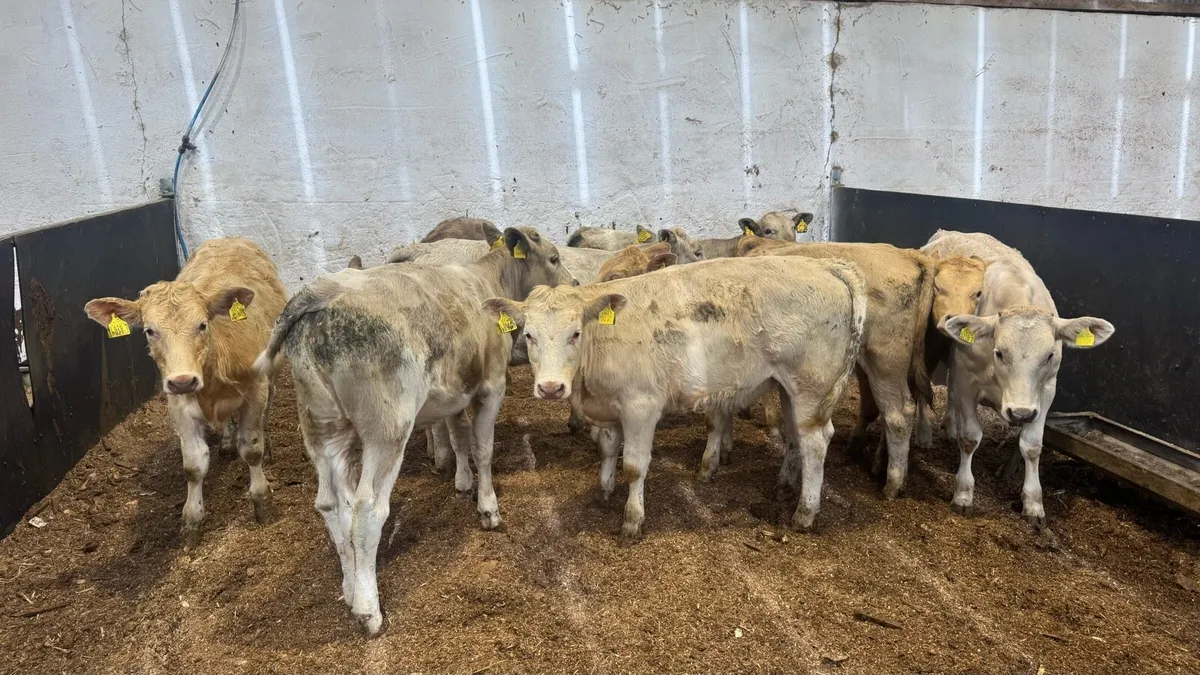 Charolais Heifers - Image 3