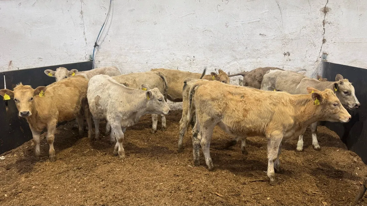 Charolais Heifers - Image 4