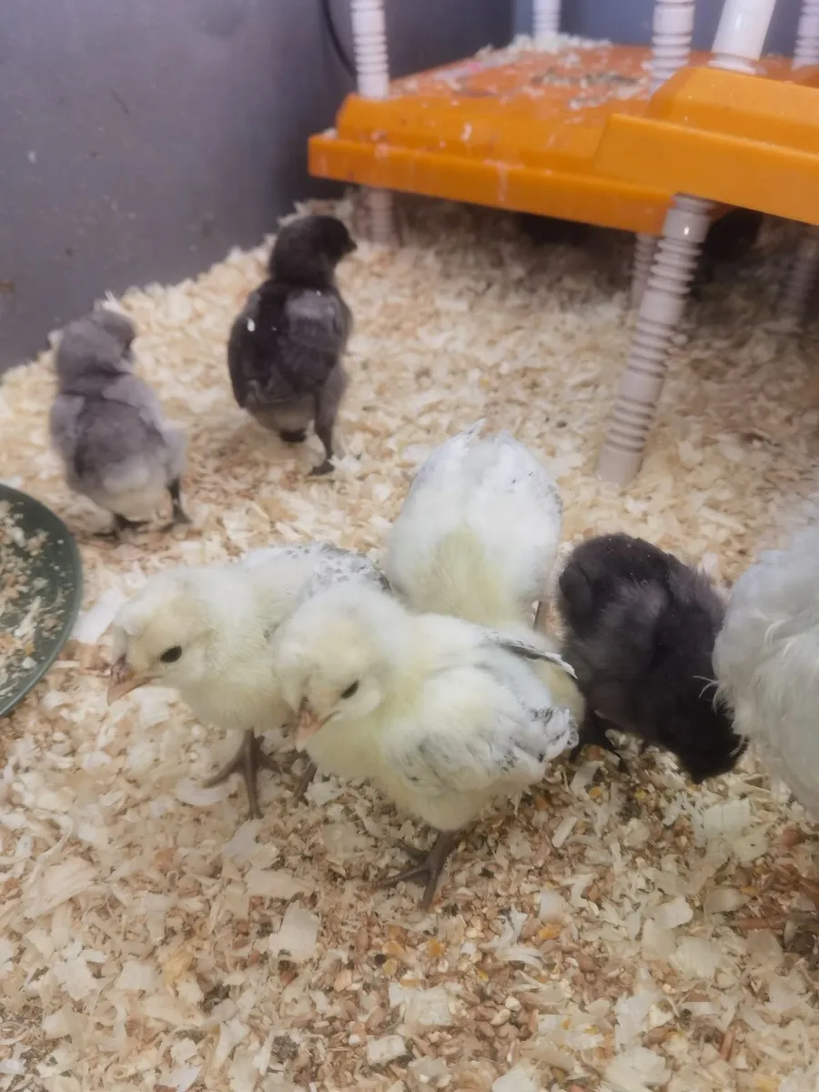 Chickens - Image 2