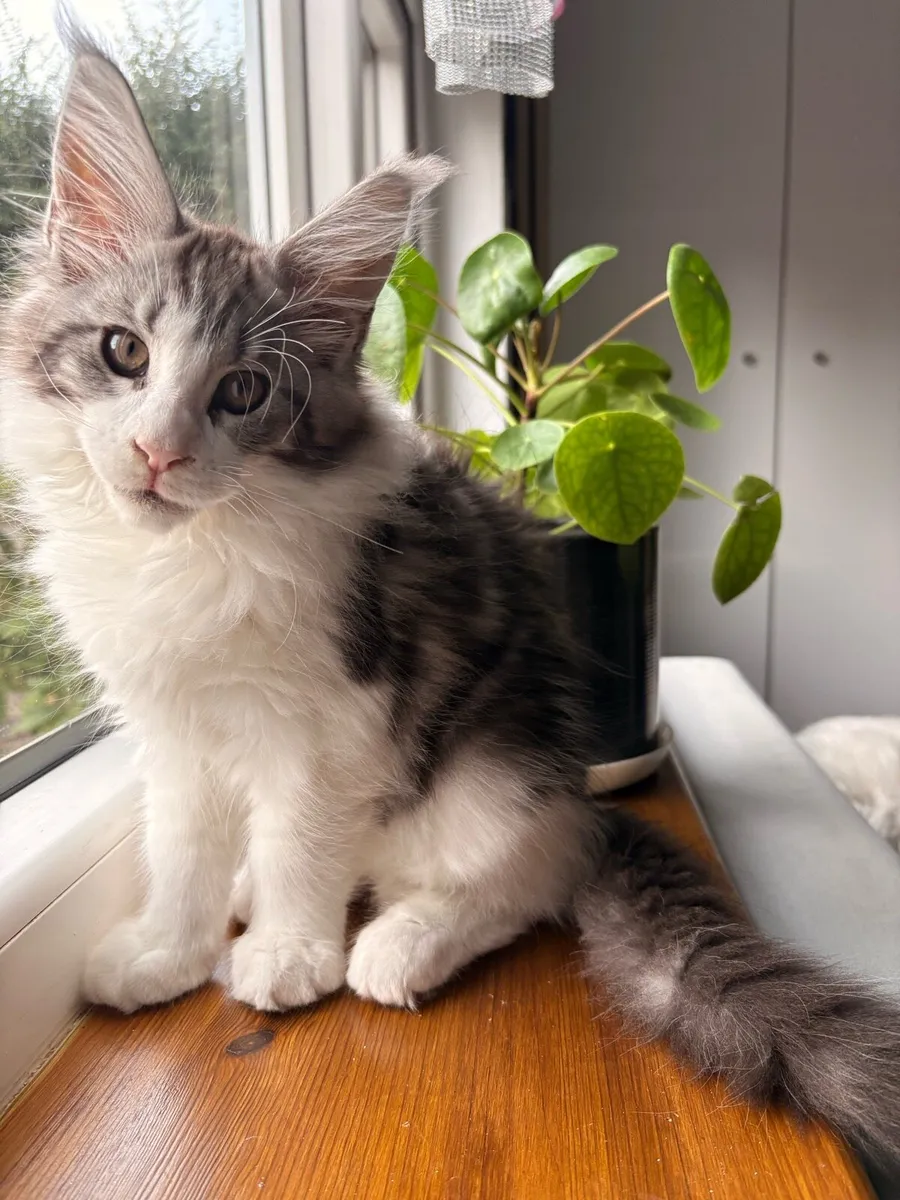 Kitten - Image 2