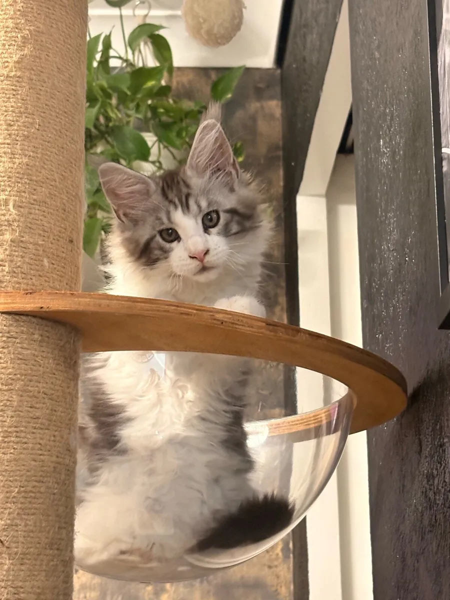Kitten - Image 3
