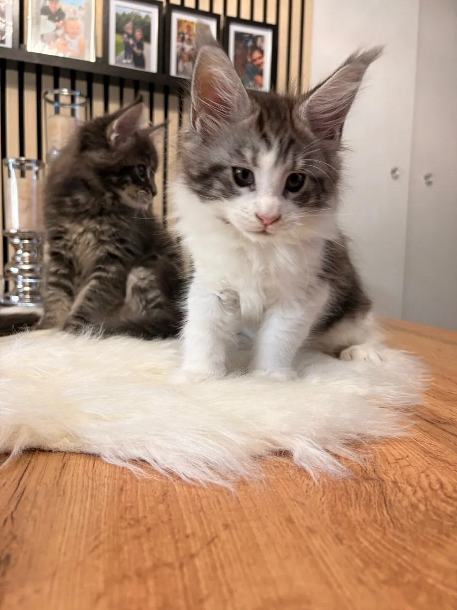 Kitten - Image 4