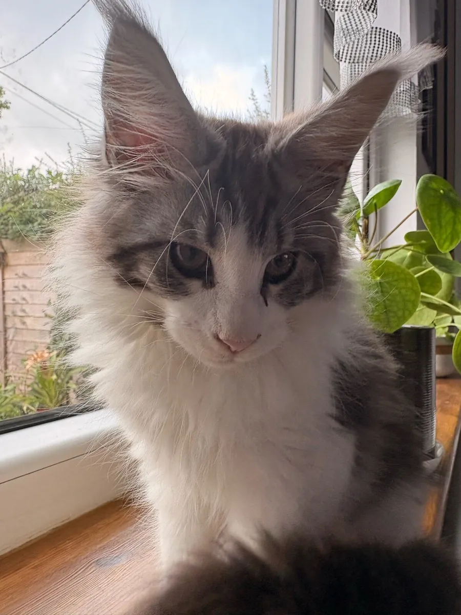 Kitten - Image 1
