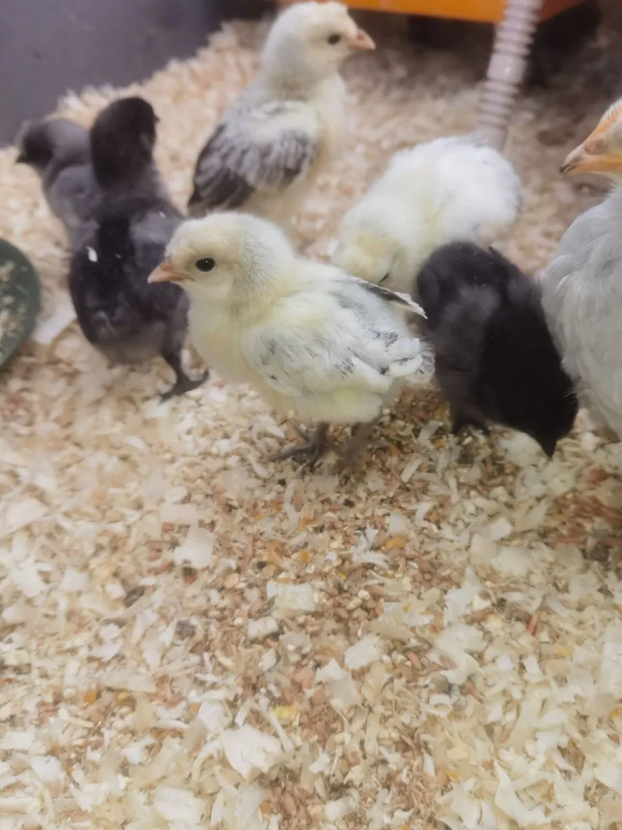 Chickens - Image 3