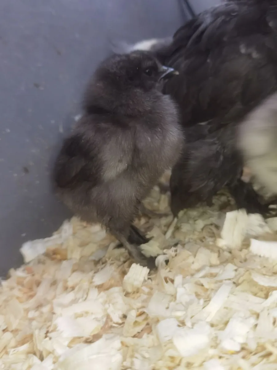 Chickens - Image 4