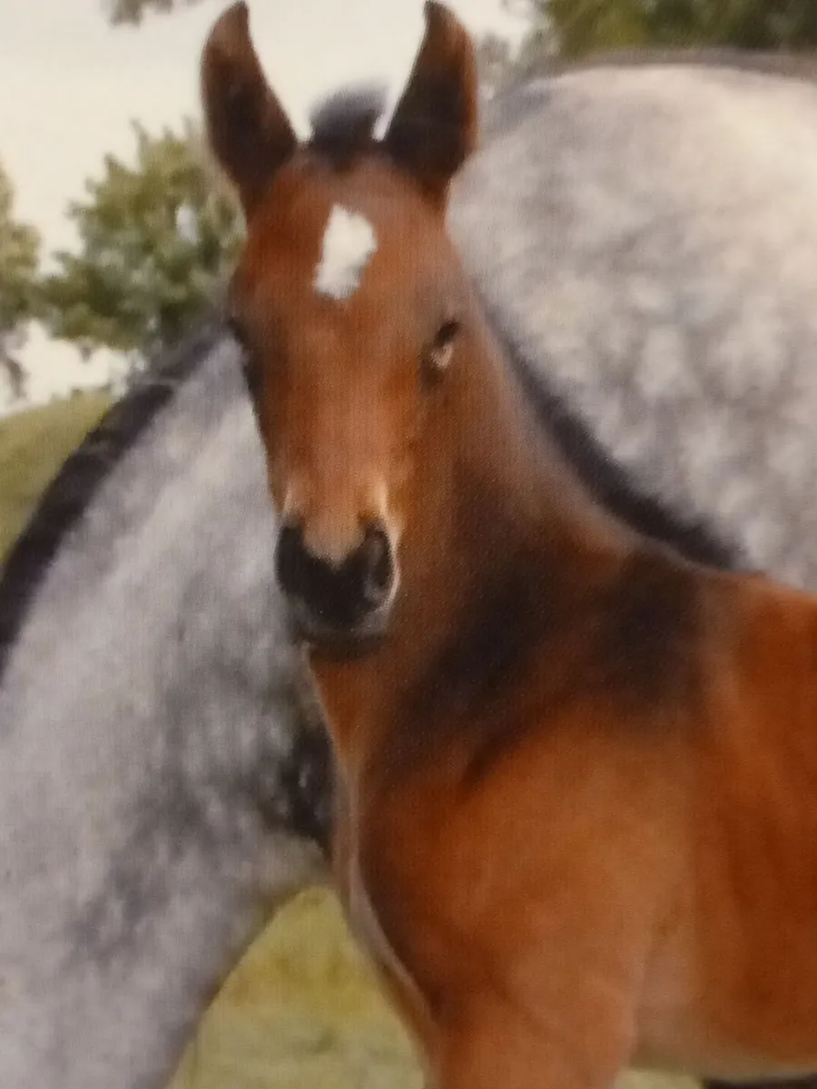 Brood Mare and Foal - Image 2