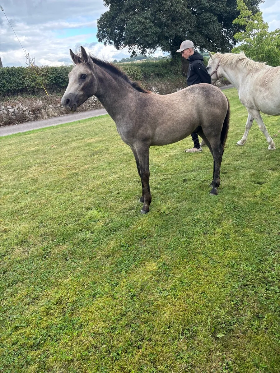 Connemara Colt foal - Image 1