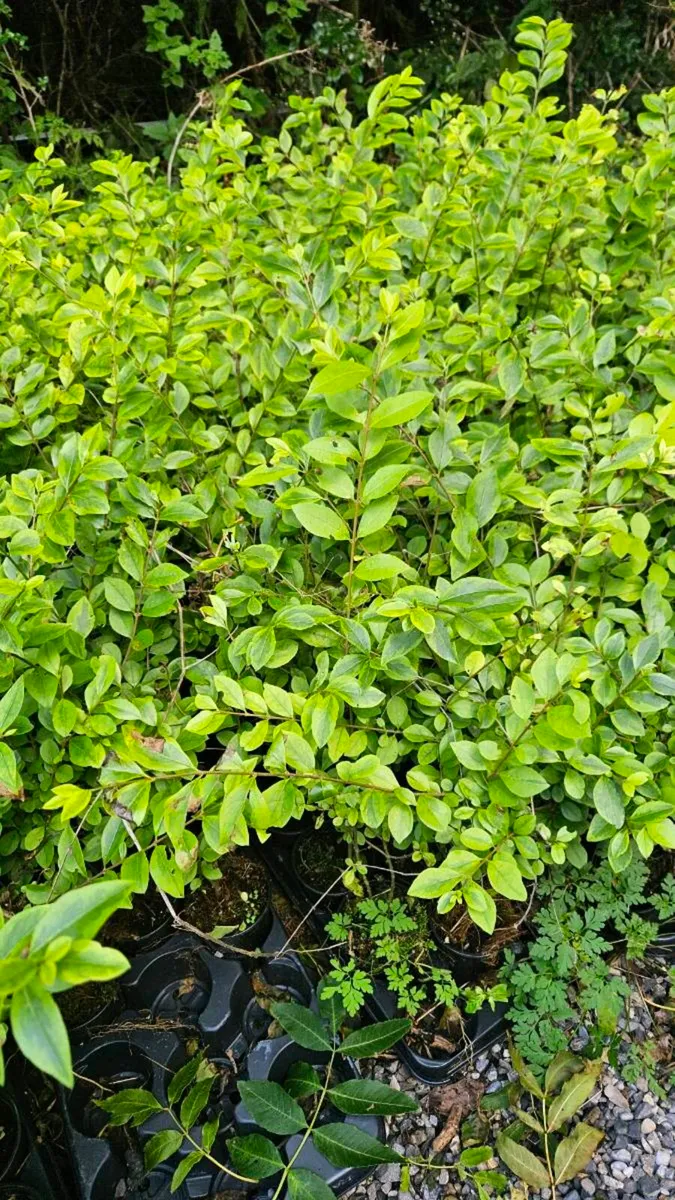 Leylandii Hedging TWO EUROS - Image 3