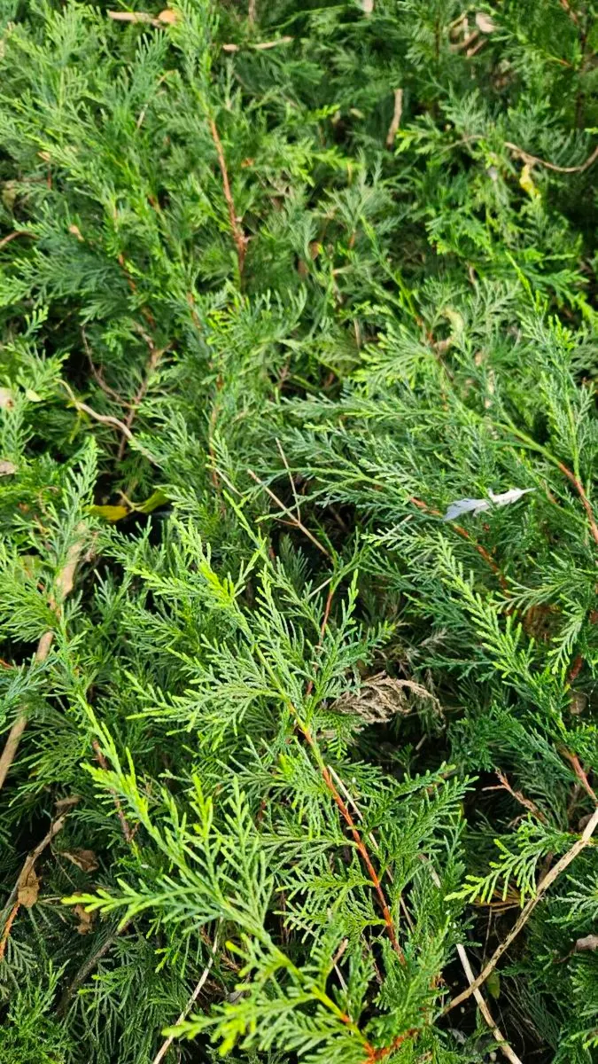 Leylandii Hedging TWO EUROS - Image 1