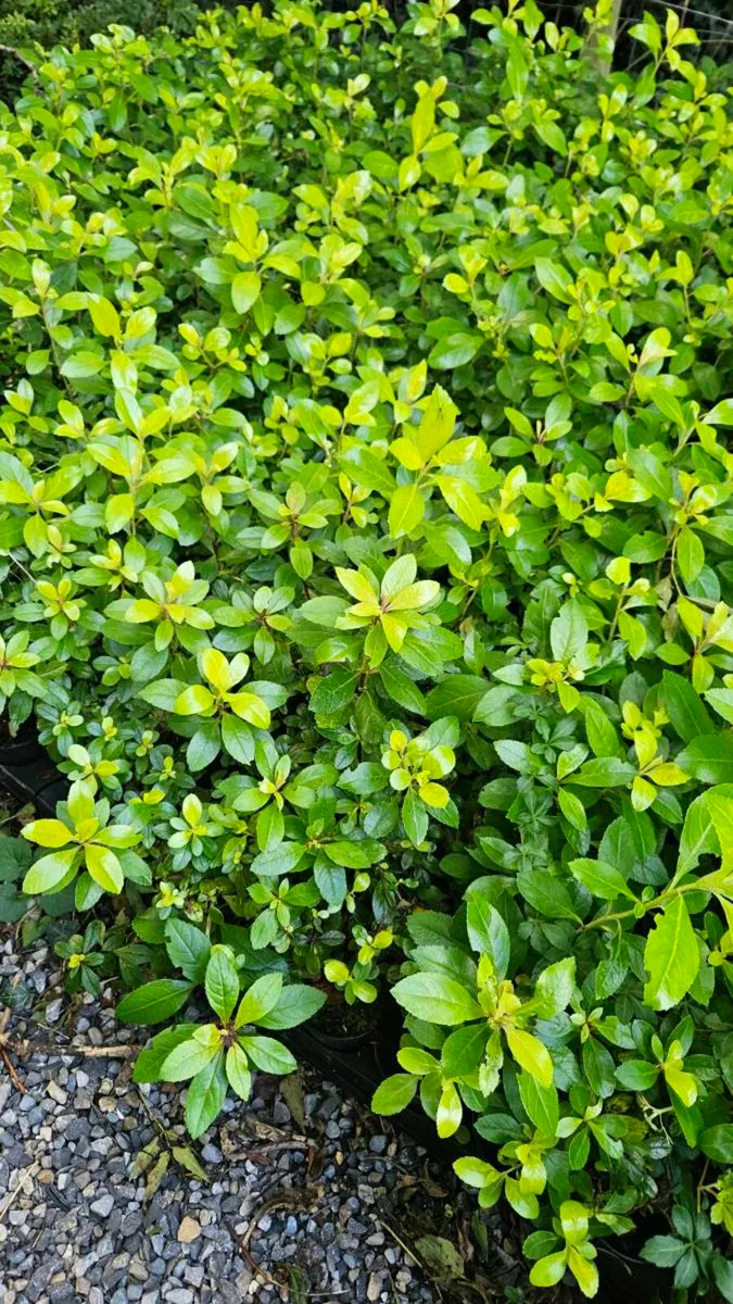 Leylandii Hedging TWO EUROS - Image 2