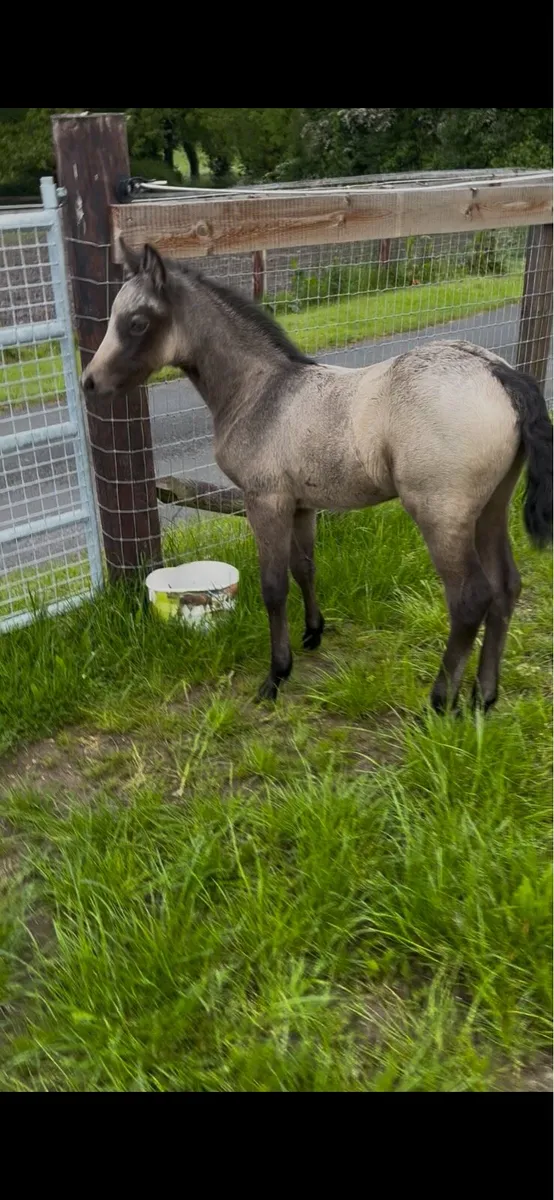 Connemara Colt foal - Image 3