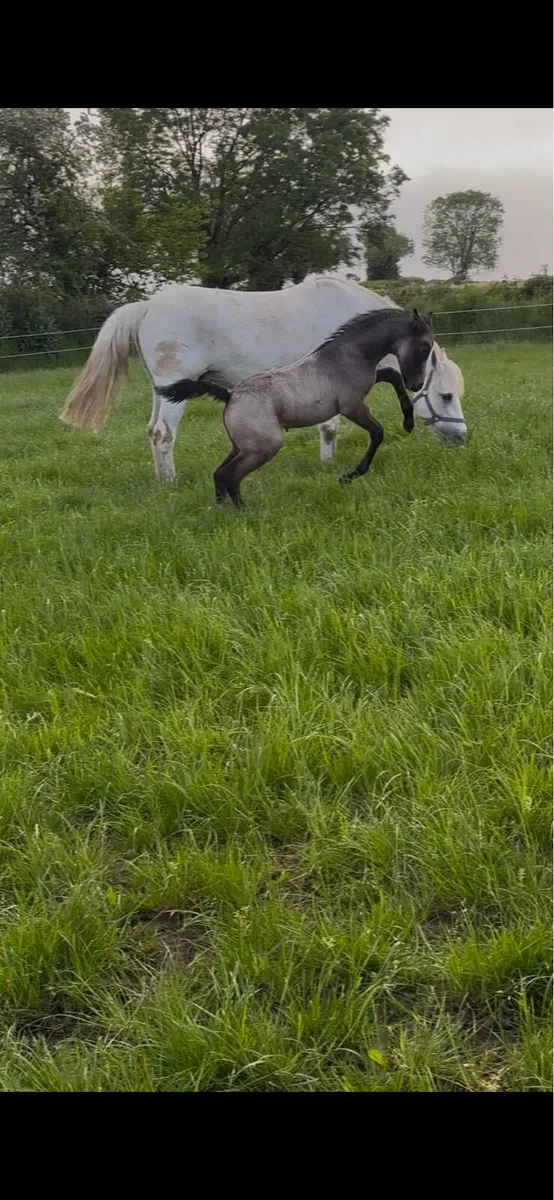 Connemara Colt foal - Image 4