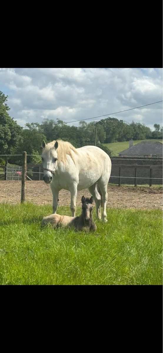 Connemara Colt foal - Image 2