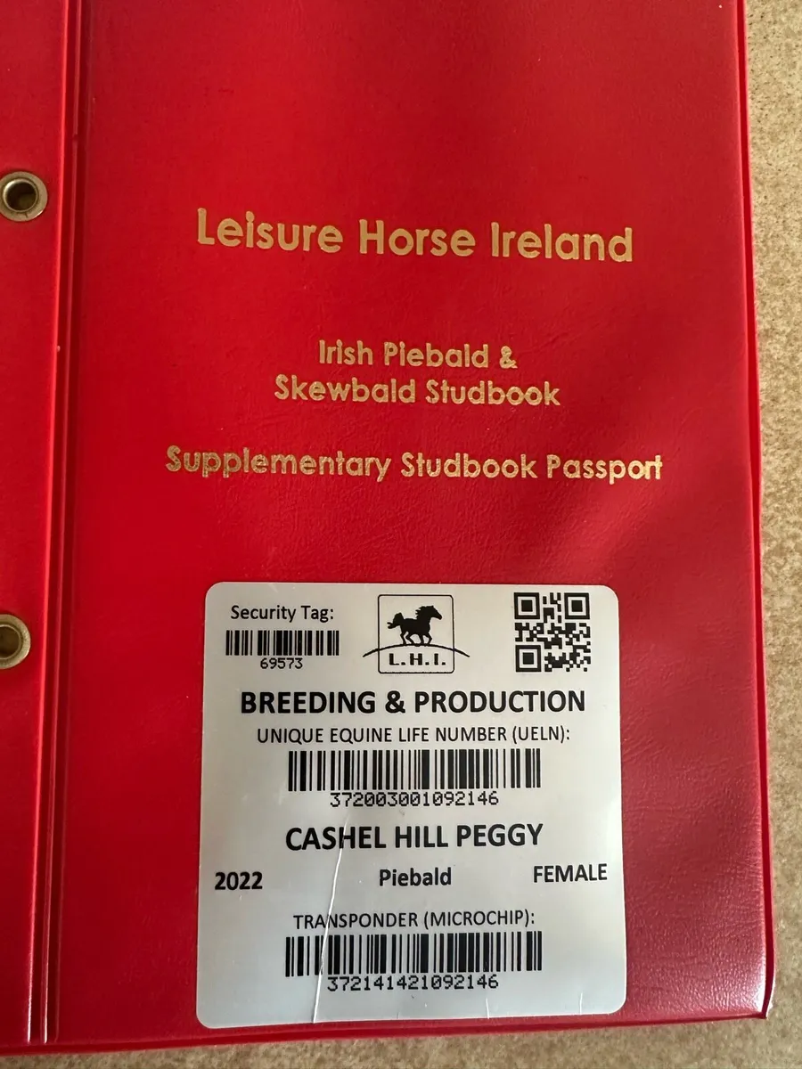 Fabulous 4 year old Cob broken and ridden  filly - Image 3