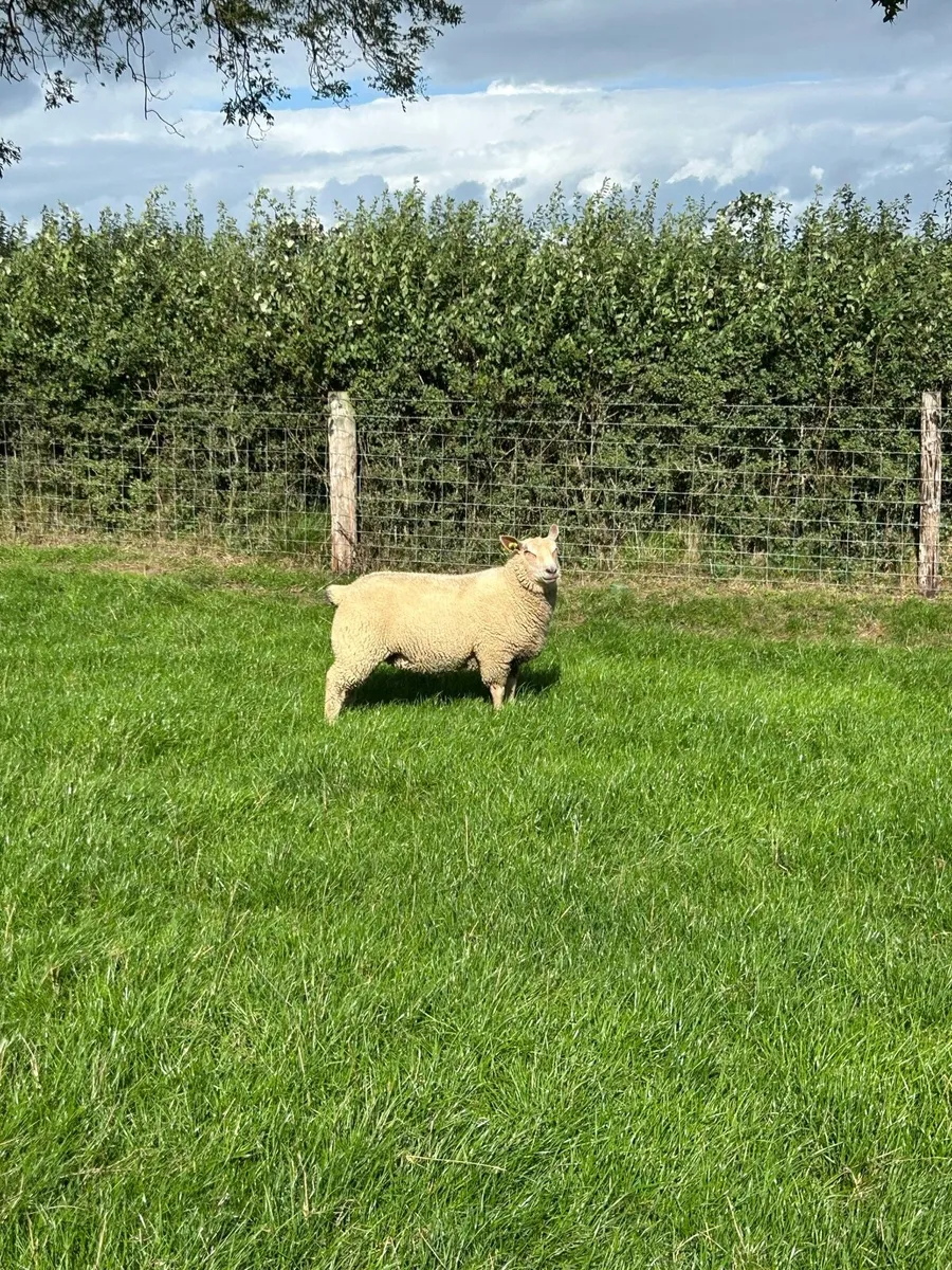 Pedigree Charollais Ewe Lamb - Image 1