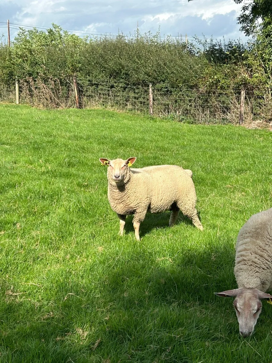 Pedigree Charollais Ewe Lamb - Image 2