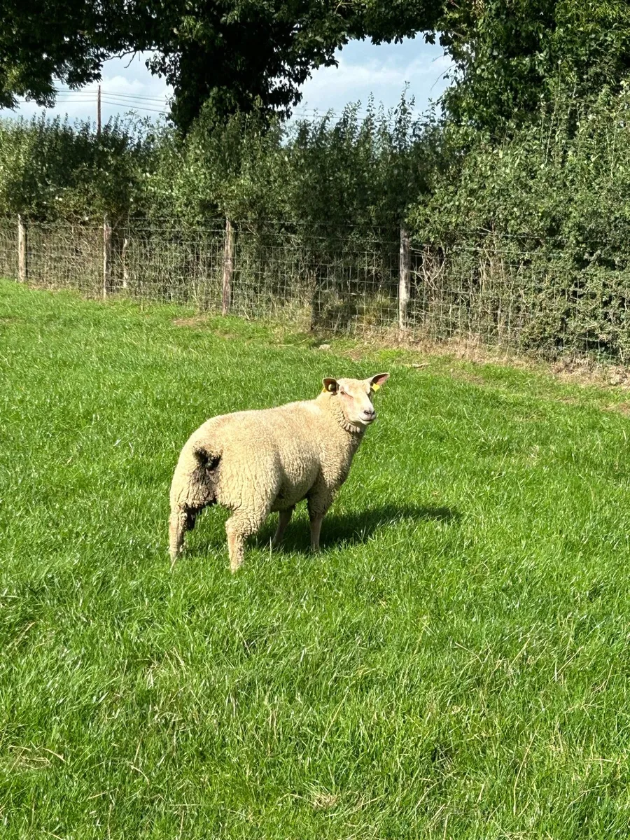 Pedigree Charollais Ewe Lamb - Image 3
