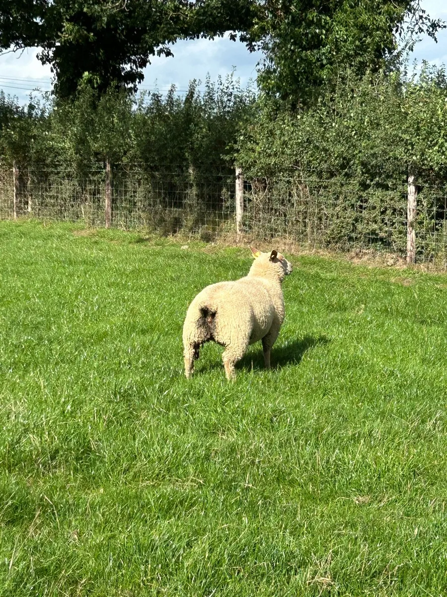 Pedigree Charollais Ewe Lamb - Image 4