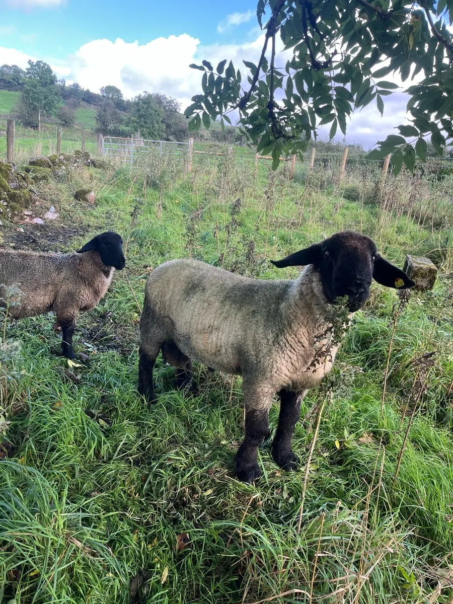 Suffolk hogget ram - Image 1