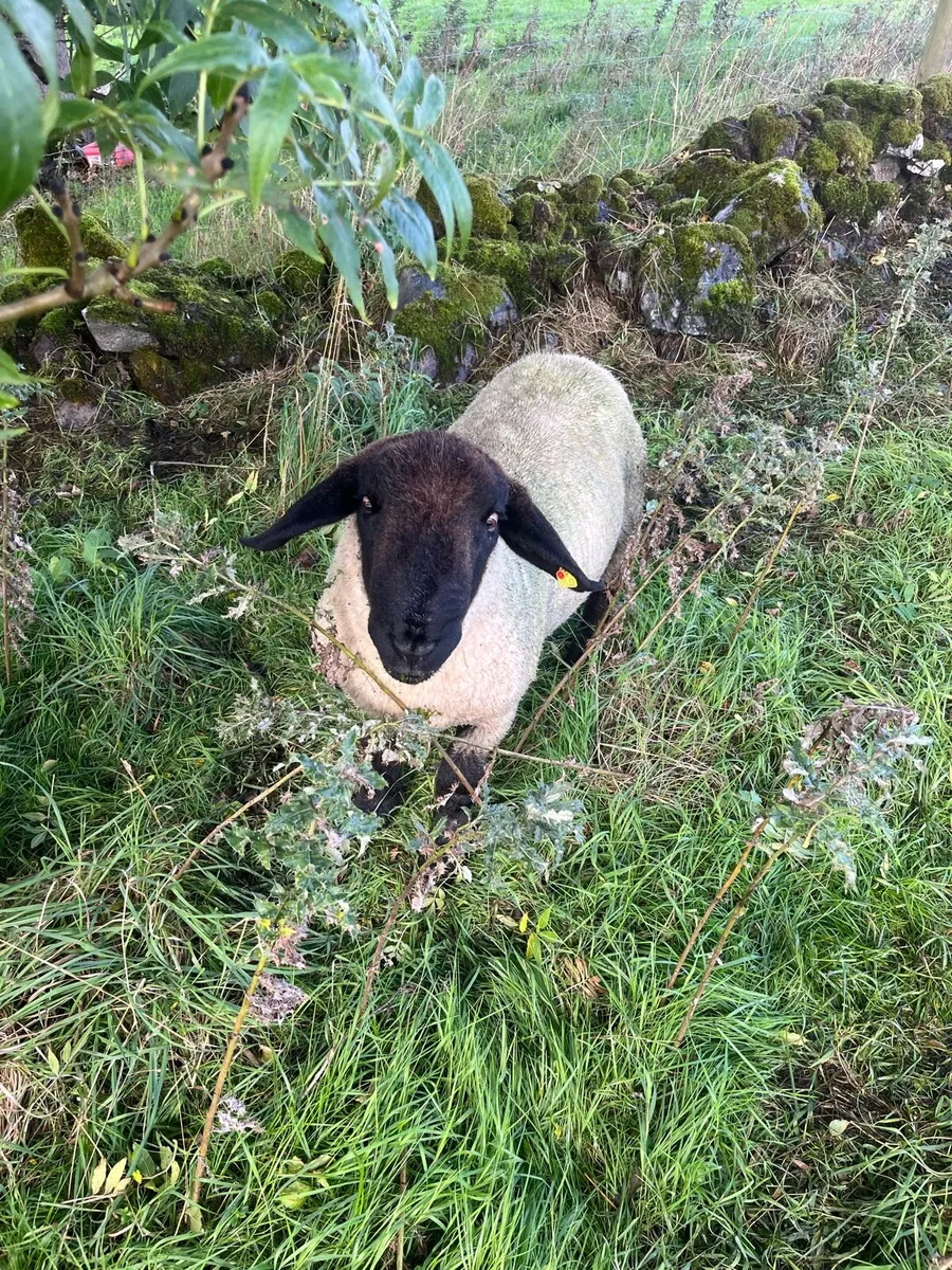 Suffolk hogget ram - Image 4