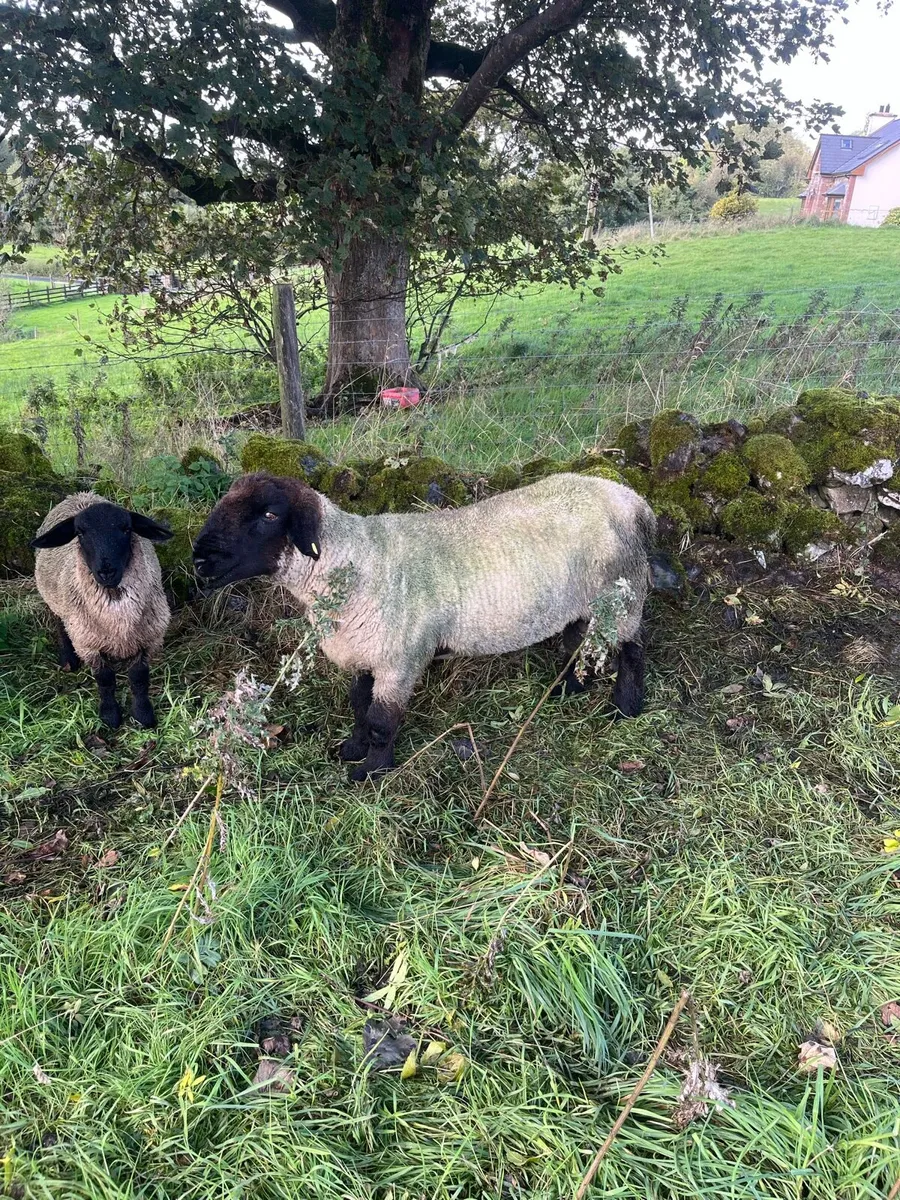 Suffolk hogget ram - Image 2