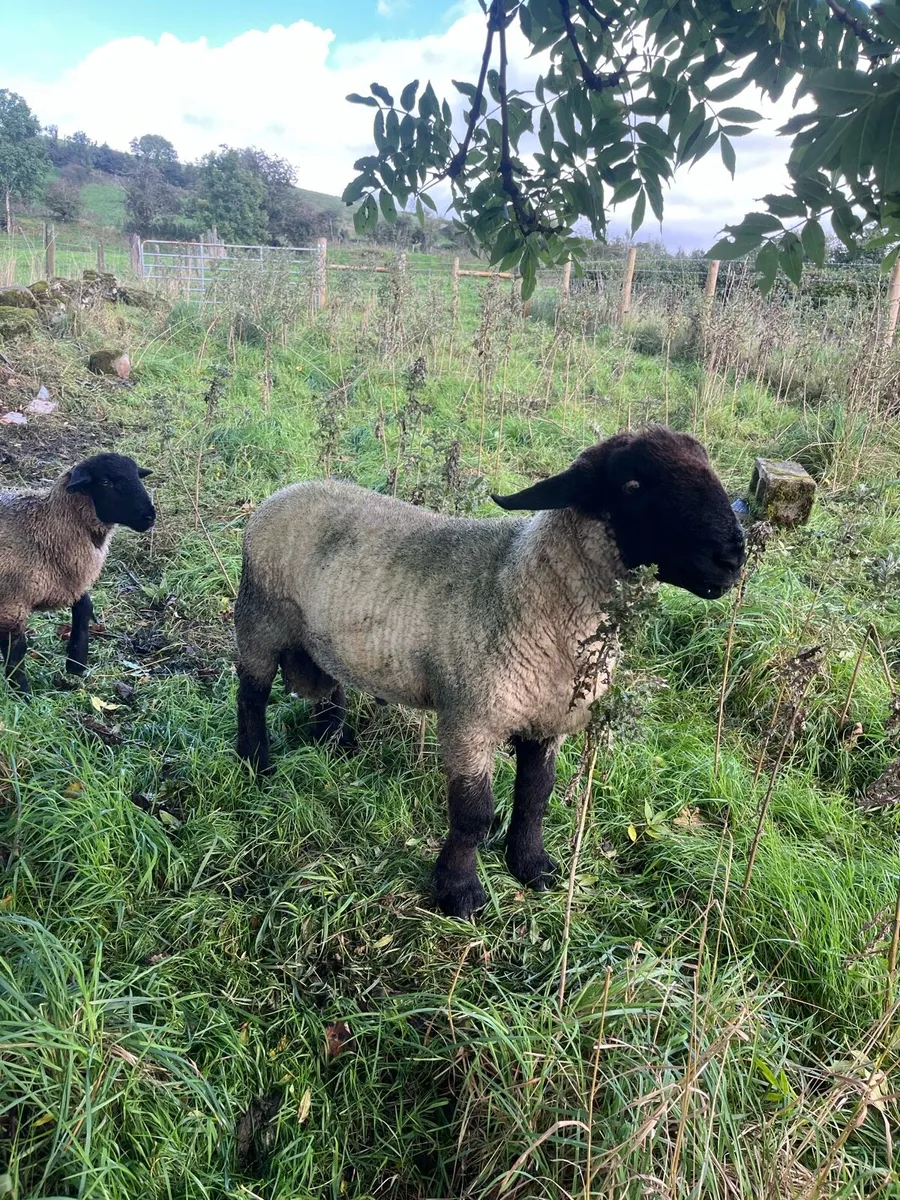 Suffolk hogget ram - Image 3