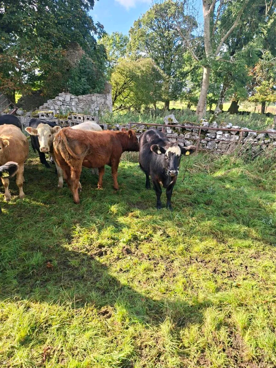 Organic Heifers - Image 1