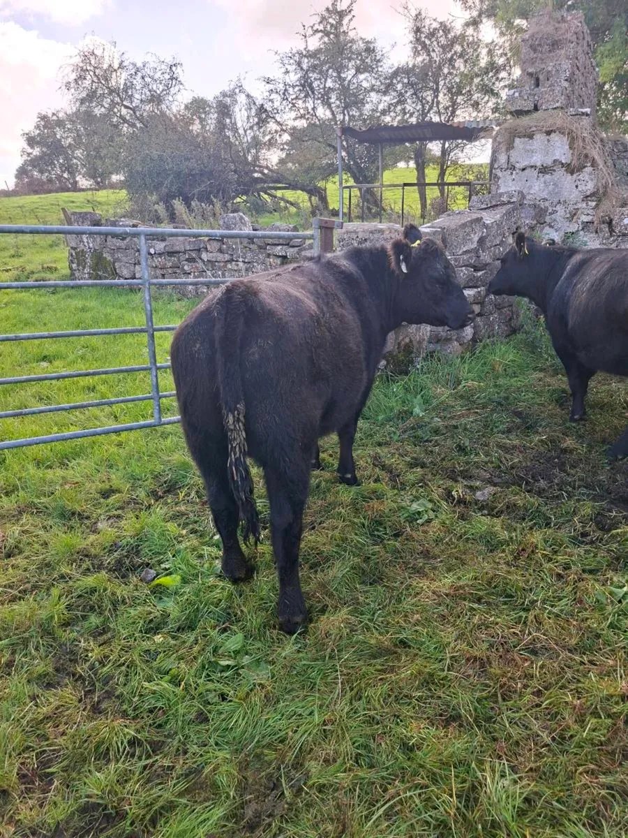 Organic Heifers - Image 2