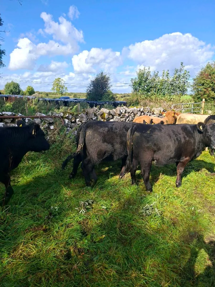 Organic Heifers - Image 4