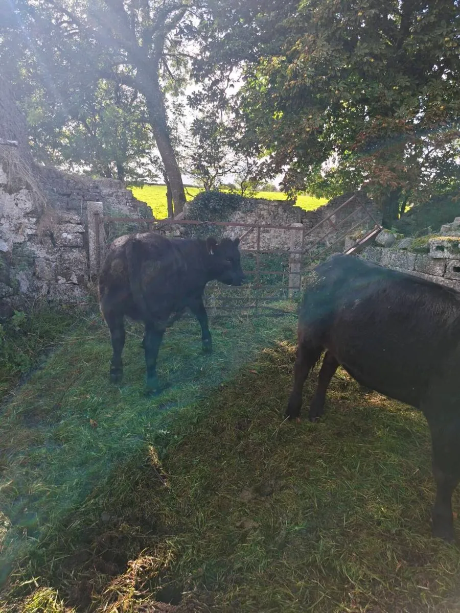 Organic Heifers - Image 3