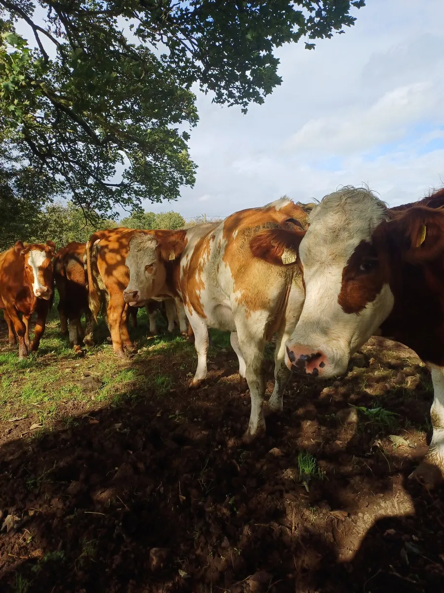 SPRINGING HEIFERS - Image 2