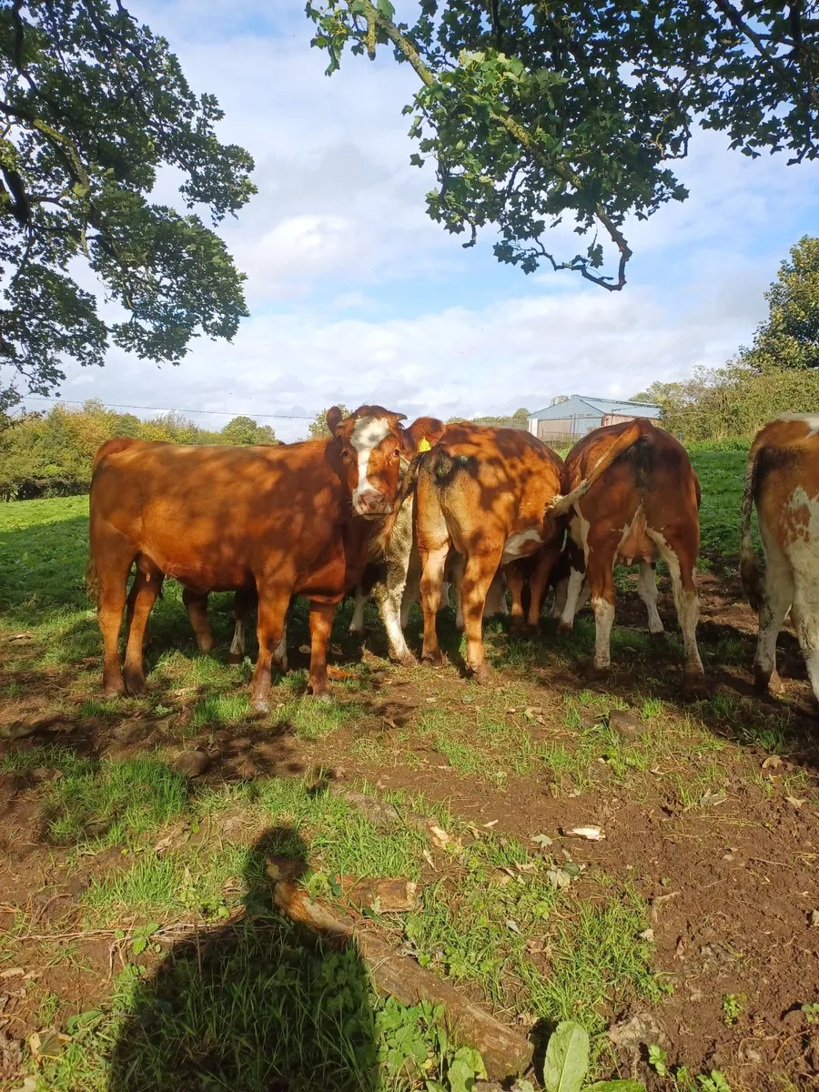 SPRINGING HEIFERS - Image 3