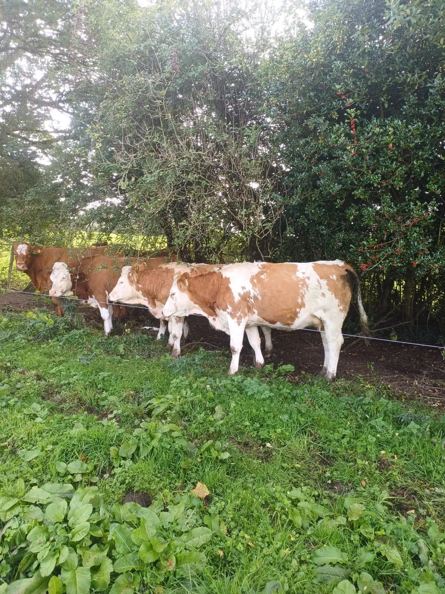SPRINGING HEIFERS - Image 4