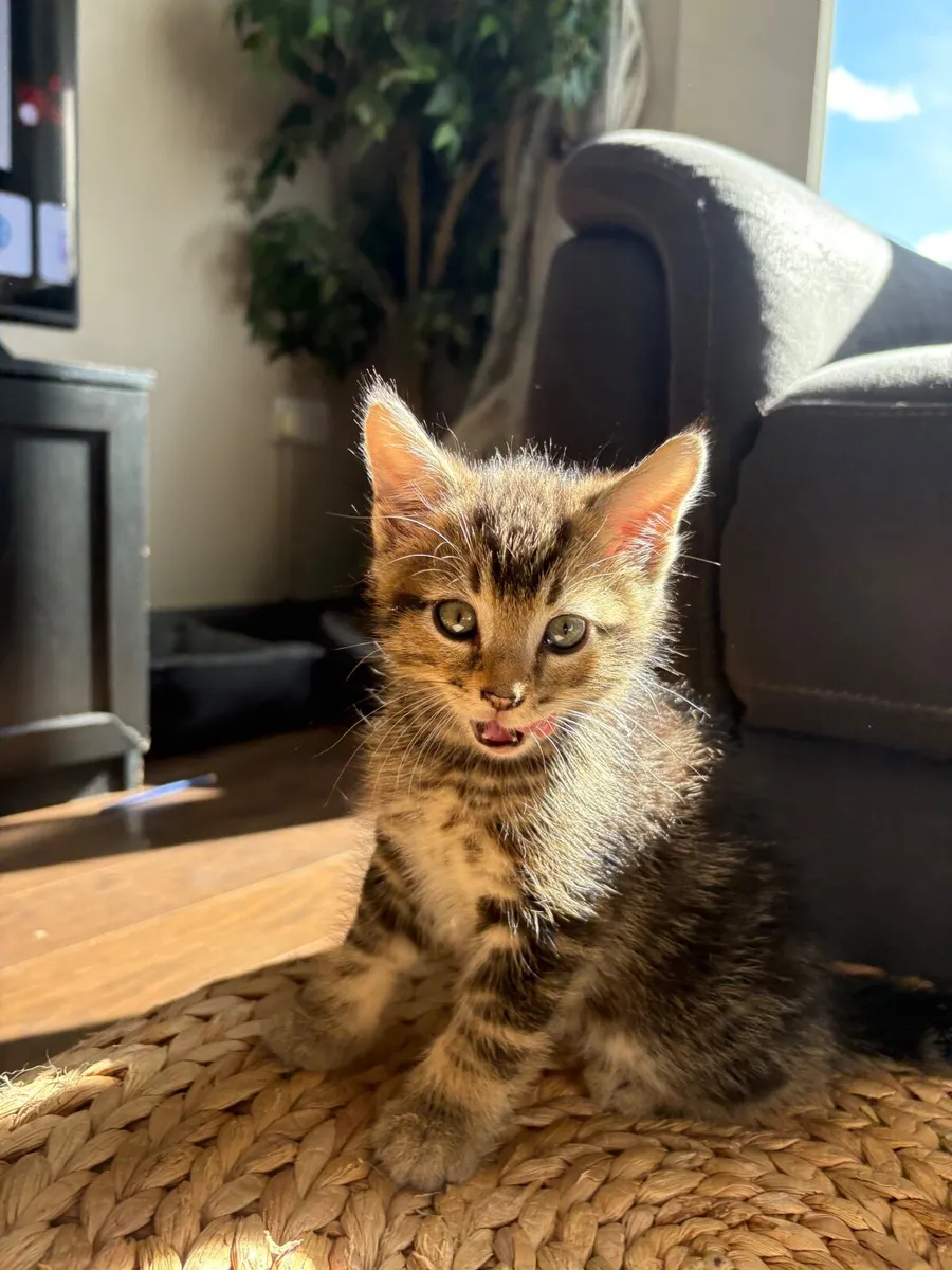 Kitten - Image 2