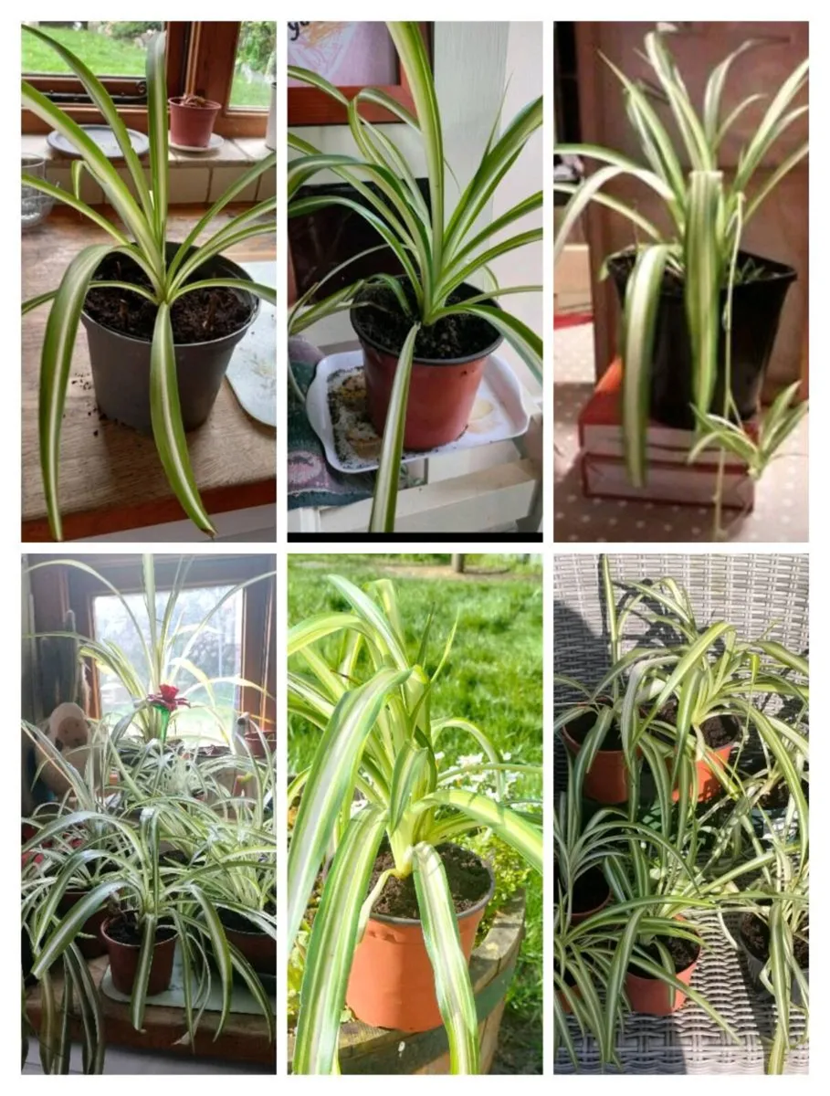 Spider plant all sizes €3 to €6, depends on sizes - Image 2