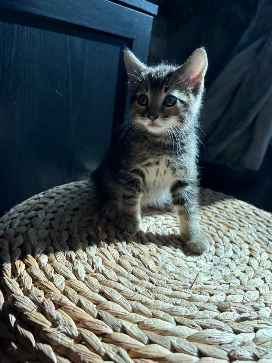 Kitten - Image 3