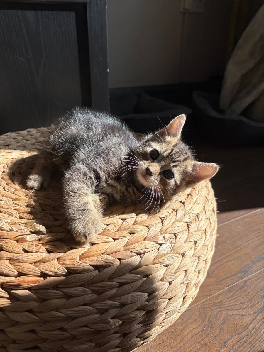 Kitten - Image 1